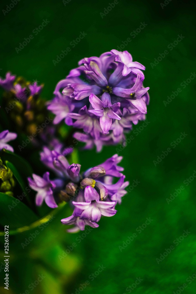 purple hyacinth on green background purple hyacinth on green background