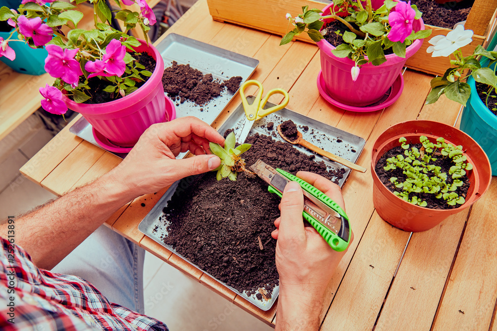 Farmer planting young seedlings flowers in the garden. Gardening concept. Farmer planting young seedlings flowers in the garden. Gardening concept.