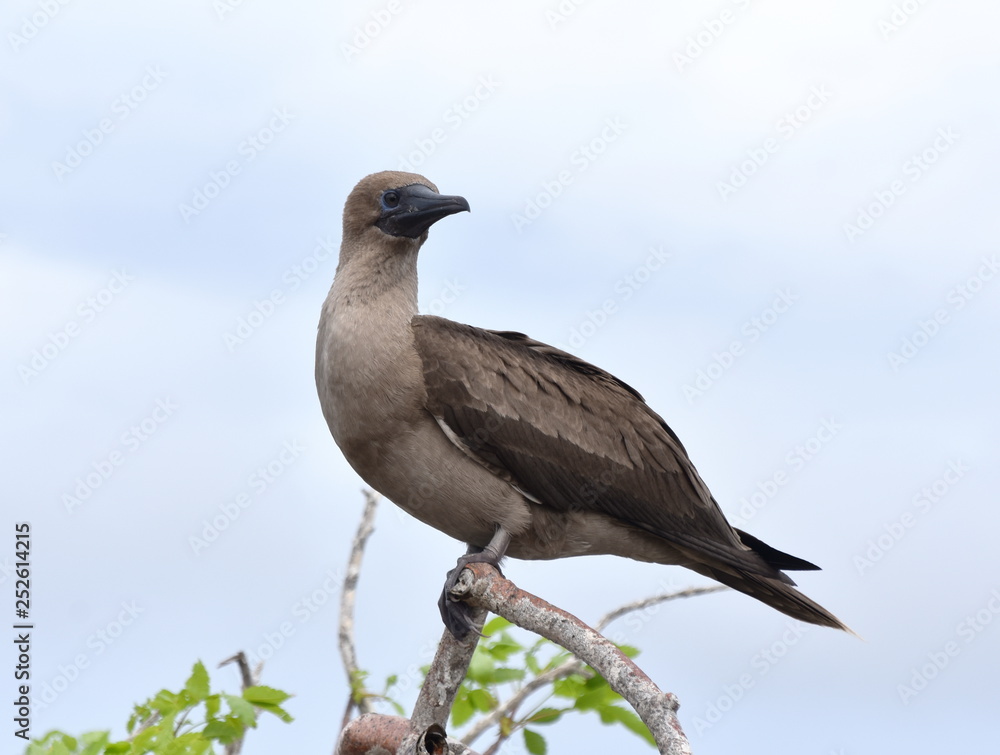 Juvenile red-footed booby sula sula sitting on a branch Juvenile red-footed booby sula sula sitting on a branch