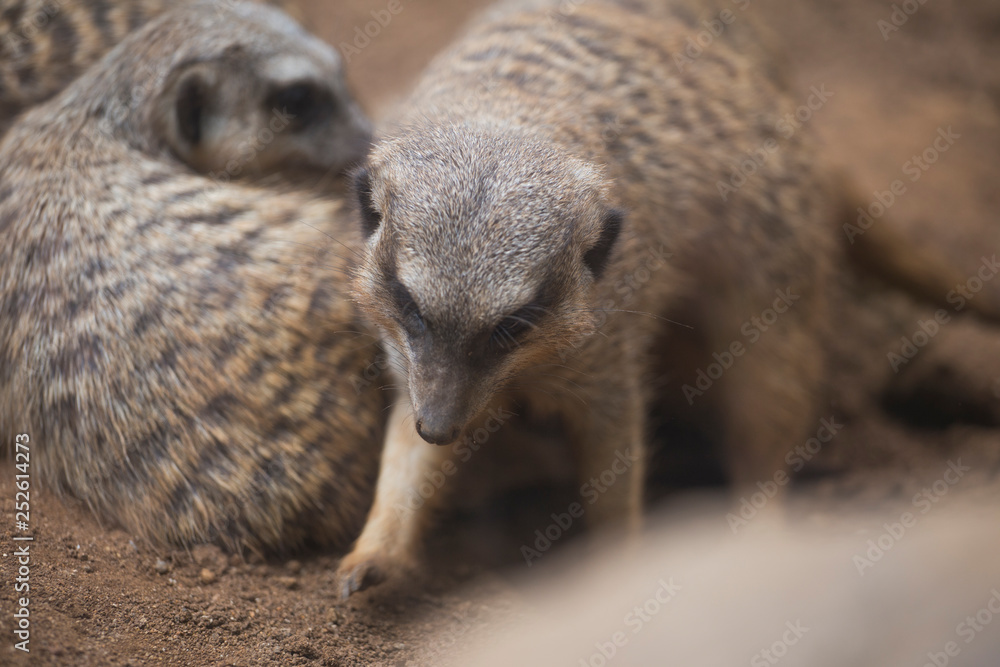 Fototapeta premium meerkats
