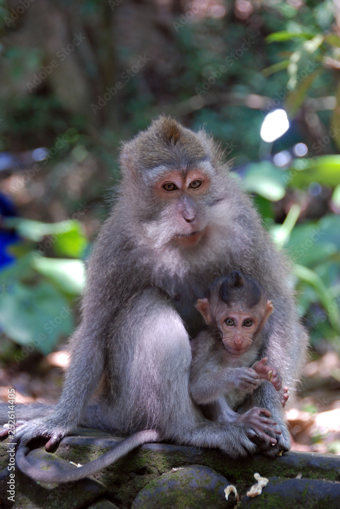 Monkey Forest. Monkeys in the jungle. Bali, Indonesia