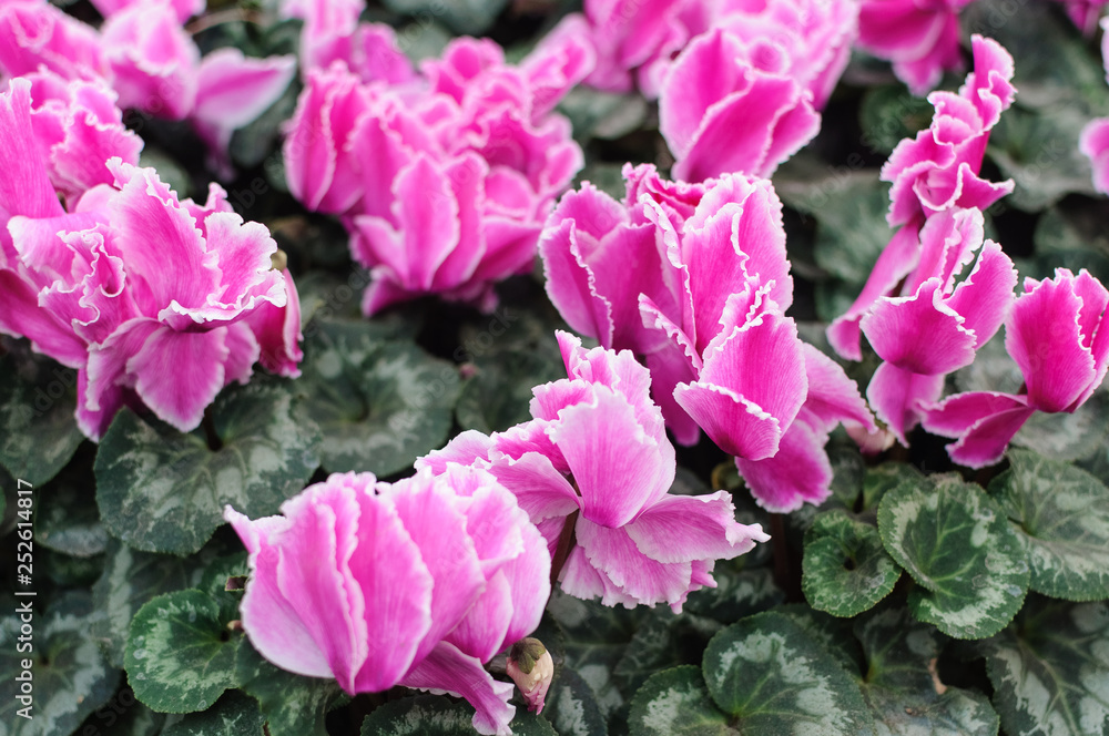 Fototapeta premium flowers