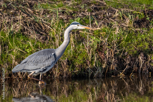 Blue heron in the morning.