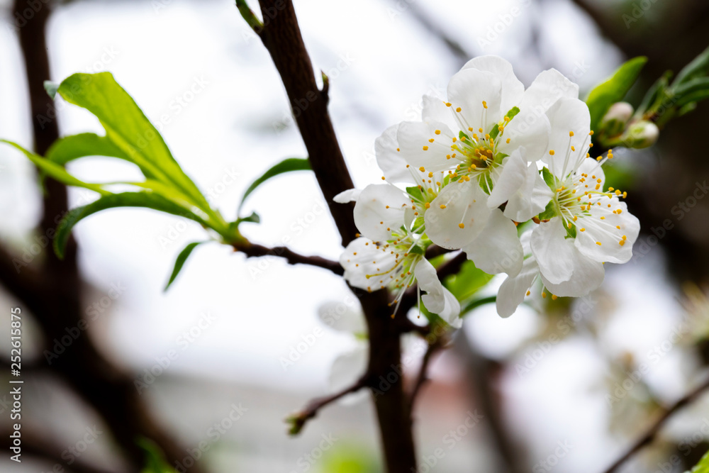 Obraz premium In the early spring after the winter, the plum blossoms in Taiwan are blooming, and the white plum blossoms are elegant and clean.