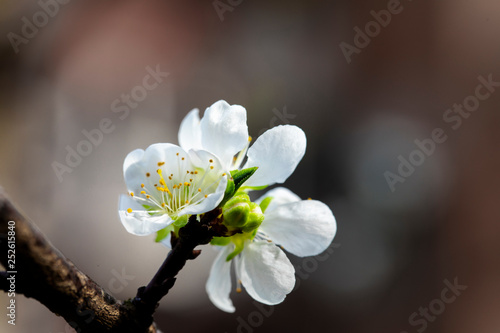 In the early spring after the winter  the plum blossoms in Taiwan are blooming  and the white plum blossoms are elegant and clean.