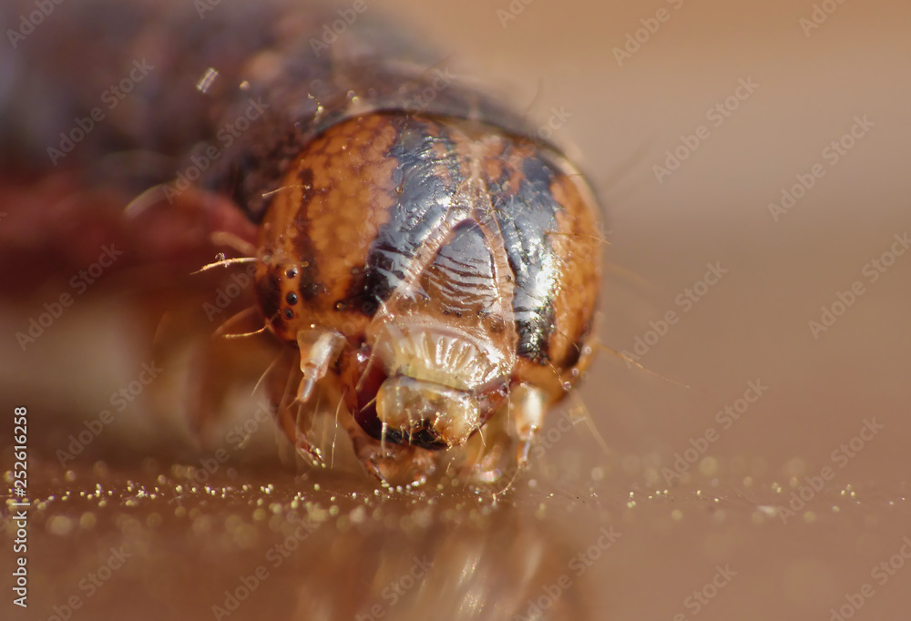 Fototapeta premium Close Up Caterpillar with Brown and Black Patterns