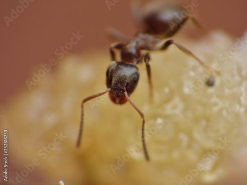 Close Up Small Ant Worker © jordan
