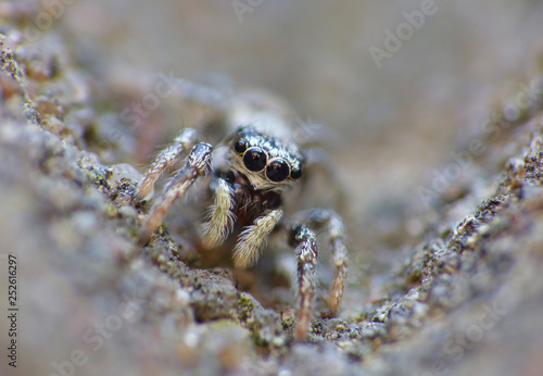 Insect Jumping Spider Close Up Macro