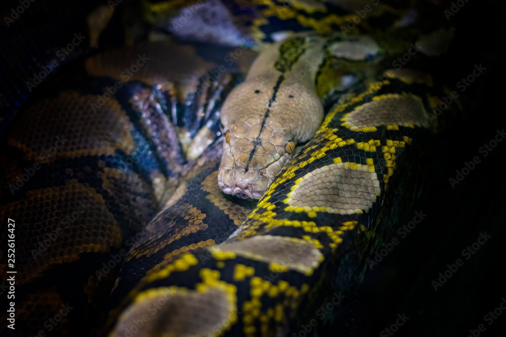 The head of the ball python Python regius, also known as the royal python. The head of the ball python Python regius, also known as the royal python.