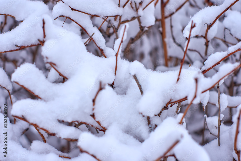 Winter background with a frosty bush.