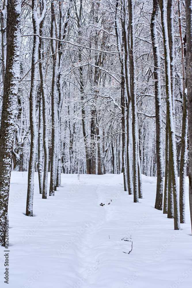 Footpath in deciduous winter wood Footpath in deciduous winter wood