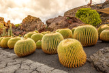 Kaktus schwiegermuttersitz
