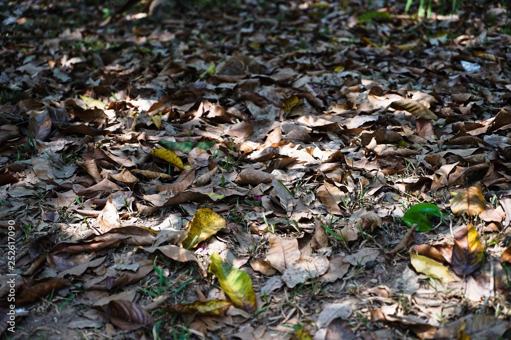 Obraz premium leaves on the ground