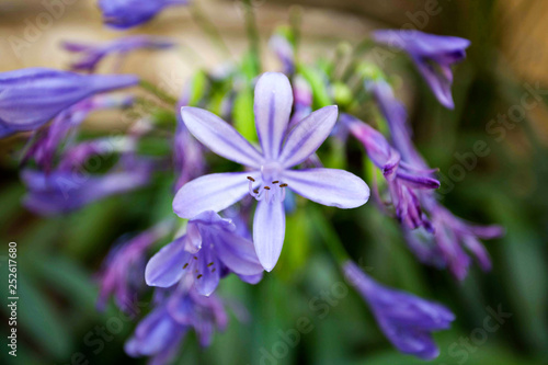 Tender purple flowers in garden
