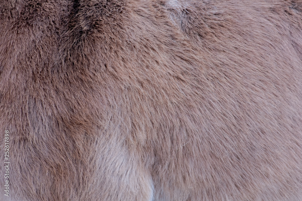 Closeup of donkey skin and fur . Good background or texture Closeup of donkey skin and fur . Good background or texture
