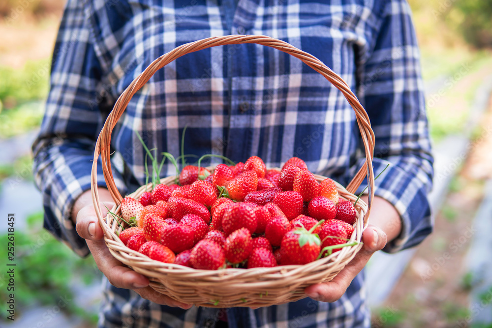 Gardener holding ripe strawberry in basket. Gardener holding ripe strawberry in basket.