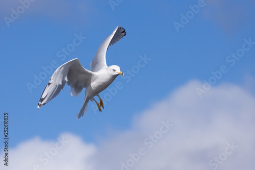 Ring-billed Gull Parachutes from Sky