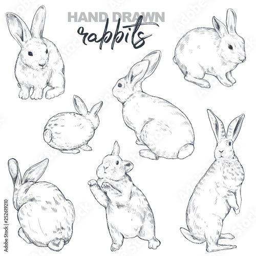 Vector collection of hand drawn realistic sketch rabbits.
