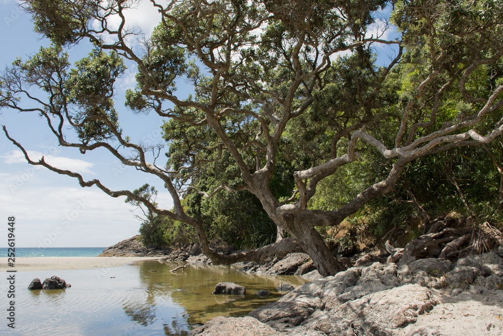 Tree at Onetangi Beach at Waiheke island near Auckland, New Zealand