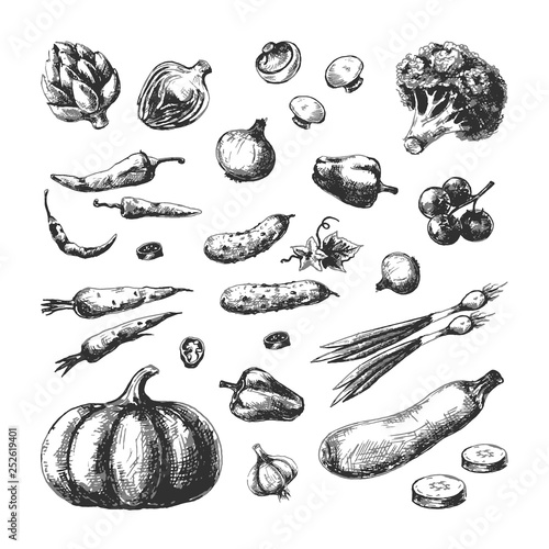 Sketch vegetables. Pumpkin cucumber broccoli carrot onion champignon tomato. Vegetable vegan hand drawn vintage vector isolated set