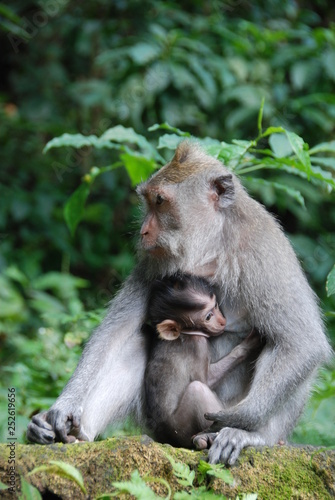 Monkey Forest. Monkeys in the jungle. Bali  Indonesia