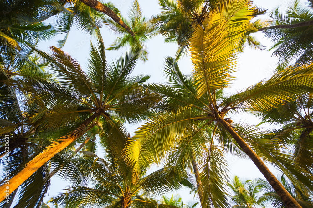 Green palm trees against the blue sky Green palm trees against the blue sky