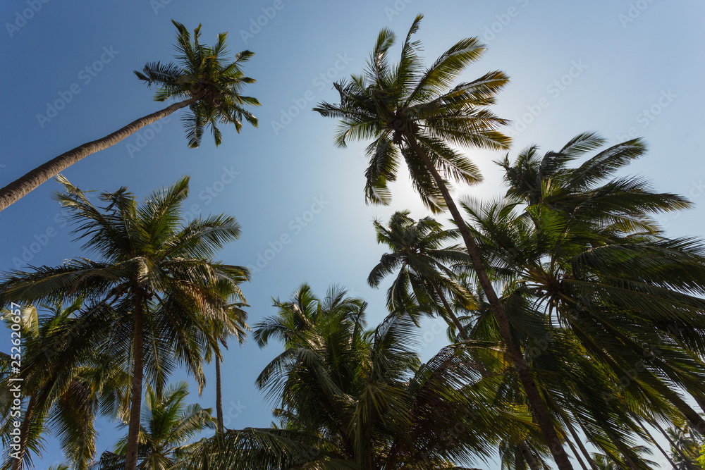 Obraz premium Green palm trees against the blue sky