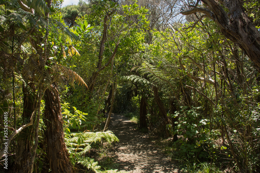 Pathway through fern fronds in the thicket of New Zealands forests