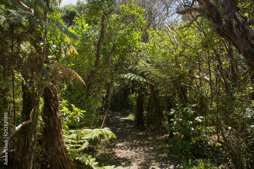 Pathway through fern fronds in the thicket of New Zealands forests