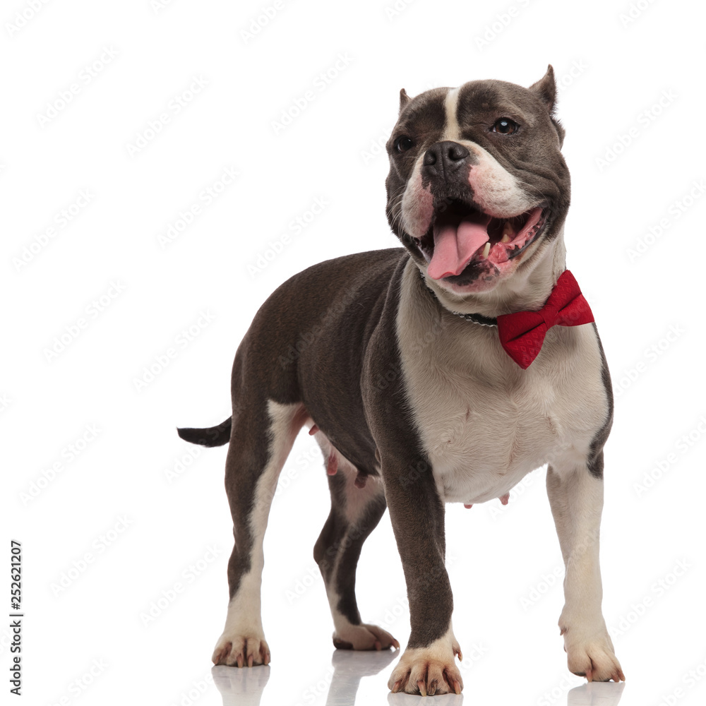 excited american bully wearing bowtie pants and looks to side