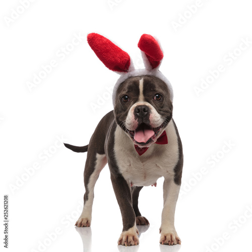 happy american bully wearing easter bunny ears and bowtie