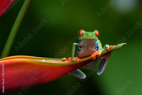 Red-Eyed Leaf Frog on flower