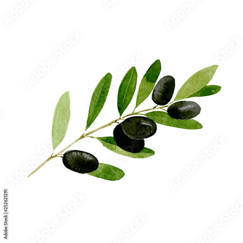 Black olive. Hand drawn watercolor illustration isolated on white background. Vector