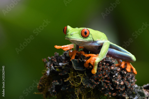 Red-Eyed Leaf Frog © PetrDolejsek