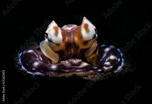 Incredible Underwater World - Mimic octopus - Thaumoctopus mimicus. Tulamben, Bali, Indonesia.