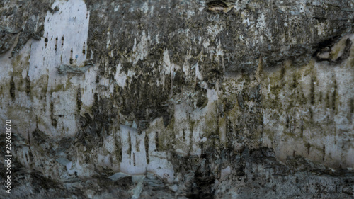 young birch bark background texture