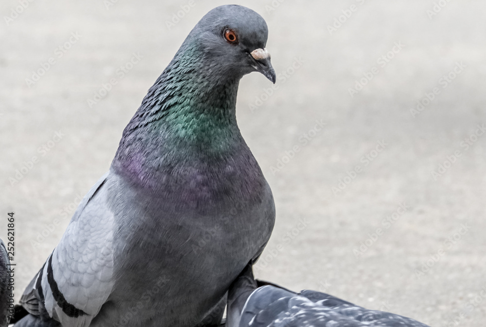 Fototapeta premium pigeon on grey asphalt