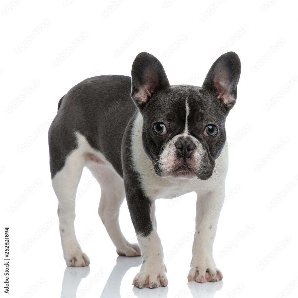 side view of a french bulldog standing