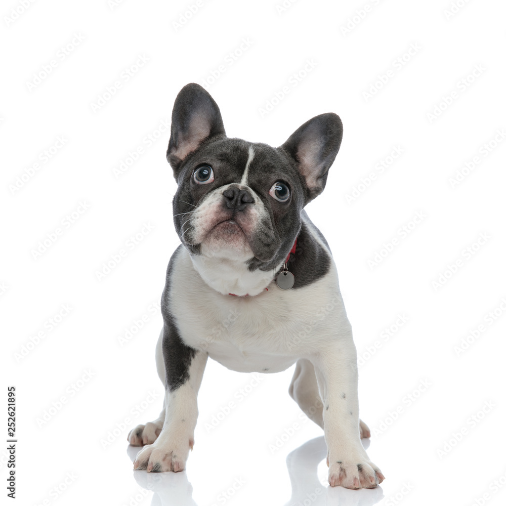 french bulldog puppy with red dog collar looking away