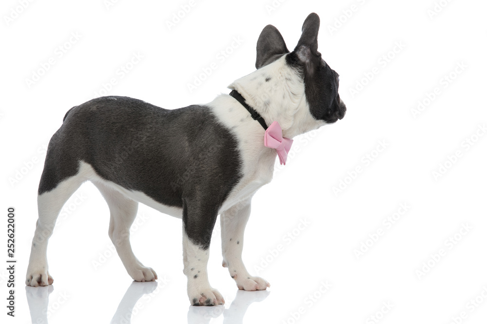 french bulldog looking back wearing a pink bowtie