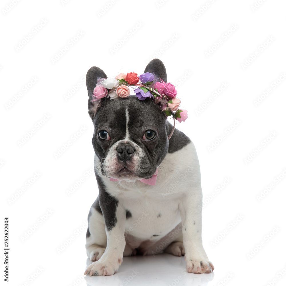 french bulldog with pink bowtie and rose headband