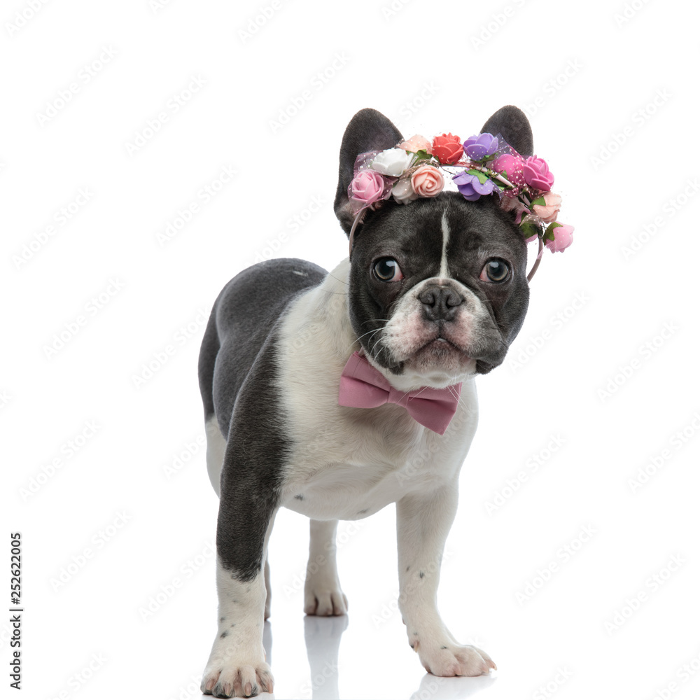 french bulldog with pink bowtie and rose tiara