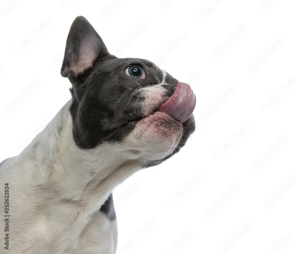 french bulldog touching his nose with tongue
