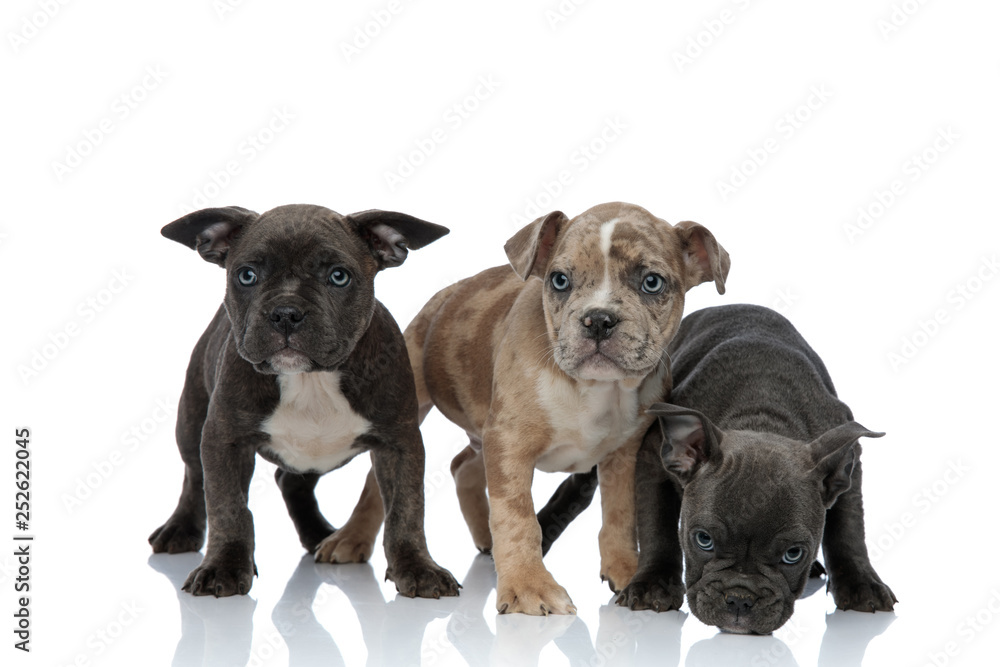 3 American bully dogs standing together and sniffing floor