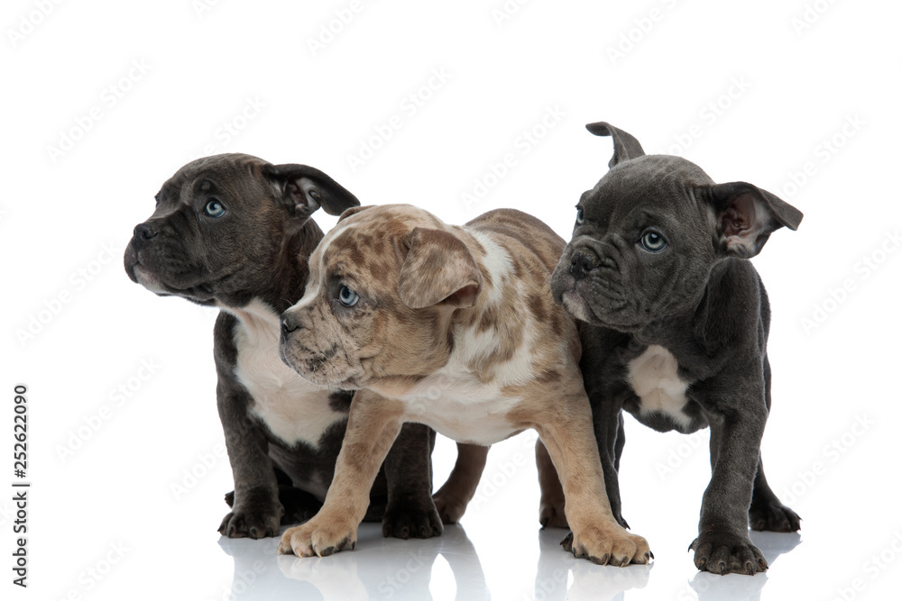3 American bully dogs sitting and standing together looking curious