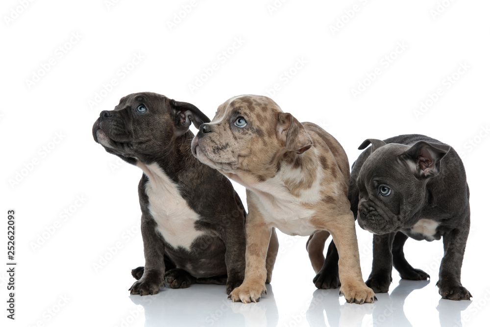 3 American bully dogs laying and standing together looking away