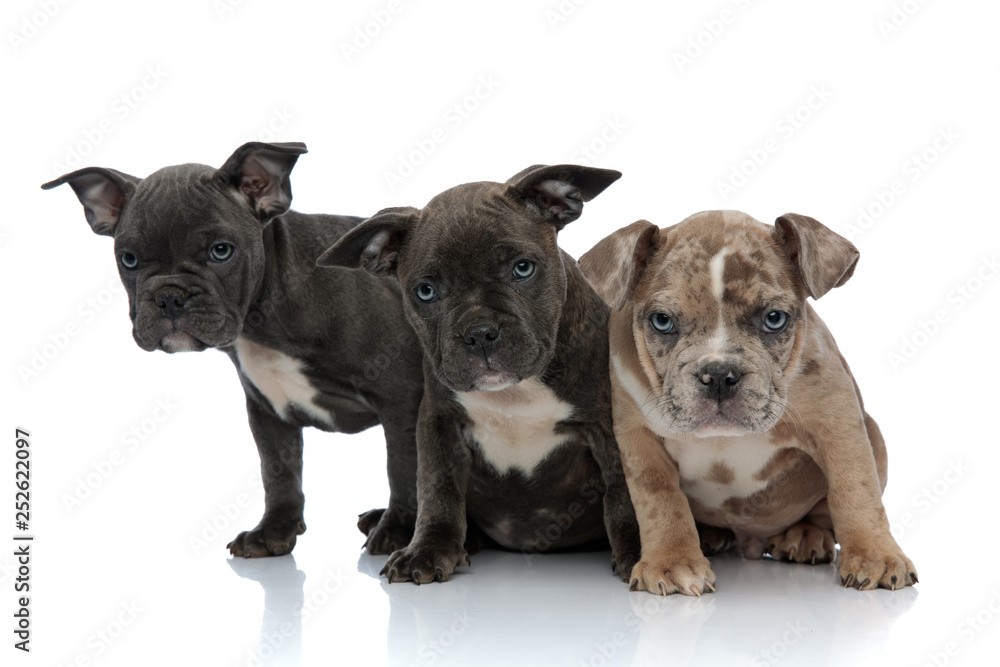 3 American bully dogs sitting together being curious