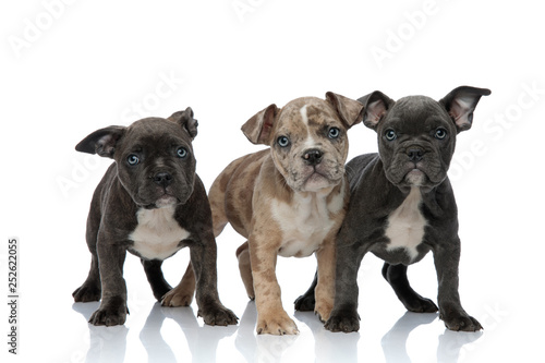 Canvas Print 3 American bully dogs standing together