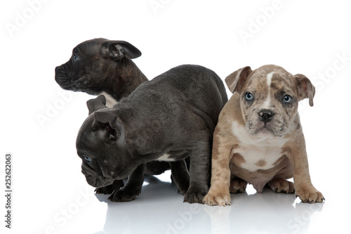 3 American bully dogs laying and standing together