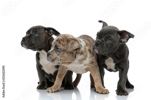 3 American bully dogs sitting and standing together looking curious